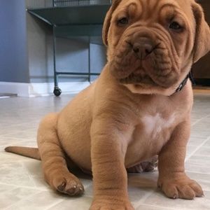 Meet your Posher, Robert